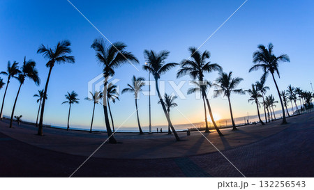 Beach Dawn Palm Trees Silhoutte Landscape Beach Dawn Palm Trees Silhoutte Landscape 132256543