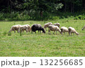 A herd of sheep grazing on sunny meadow in the countryside Plesivica in continental Croatia 132256685