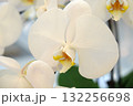 Beautiful orchid flowers 132256698
