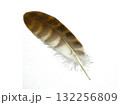 空飛ぶ　ハヤブサ、鷹、フクロウなどの猛禽類の鳥の羽根を白バックで撮影した写真です。 132256809