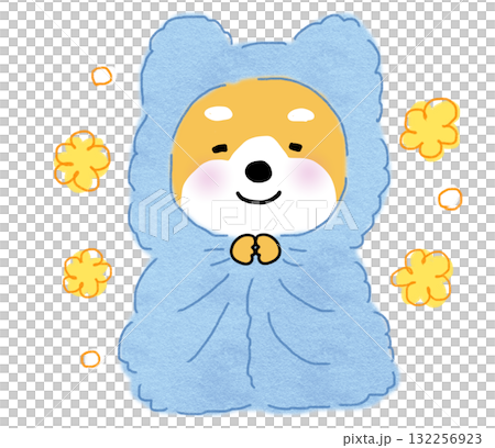 一隻溫暖、快樂的柴犬裹著淺藍色的毯子。 一隻溫暖、快樂的柴犬裹著淺藍色的毯子。 132256923