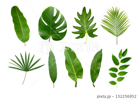 Banana, palm and momstera green leaf tropical plant isolated on white background. Banana, palm and momstera green leaf tropical plant isolated on white background. 132256952