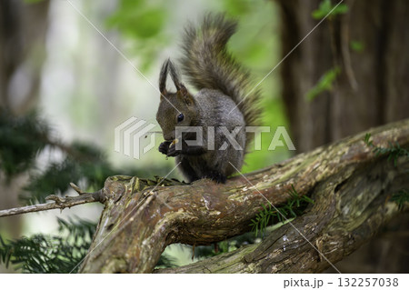 春のエゾリスの散歩 132257038
