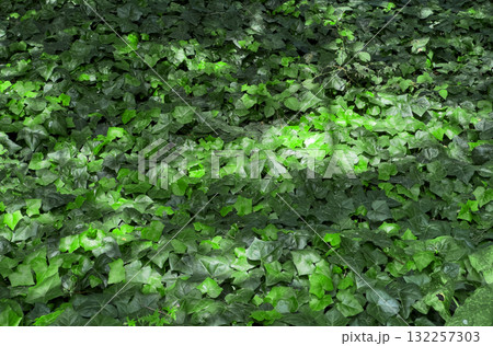 Ivy ground cover in summer woodland. Dense evergreen Hedera helix foliage with fresh green leaves Ivy ground cover in summer woodland. Dense evergreen Hedera helix foliage with fresh green leaves 132257303