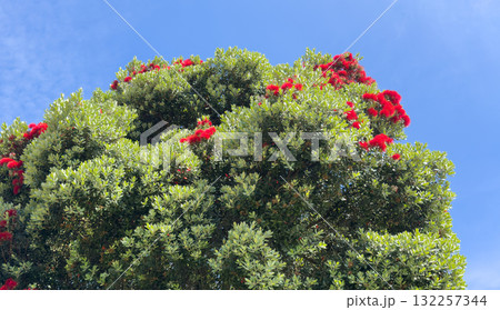 Tree displays vibrant red blossoms. Exotic Pohutukawa foliage forms lush flowering canopy against Tree displays vibrant red blossoms. Exotic Pohutukawa foliage forms lush flowering canopy against 132257344