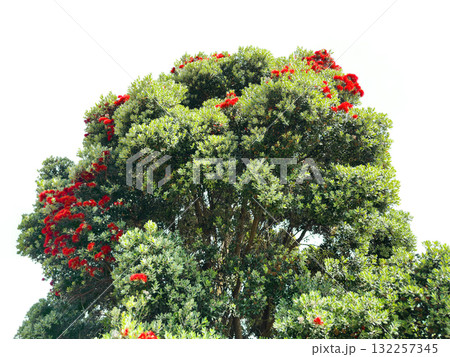 Tree with vibrant red blossoms. Exotic evergreen Pohutukawa crown features lush floral canopy in Tree with vibrant red blossoms. Exotic evergreen Pohutukawa crown features lush floral canopy in 132257345