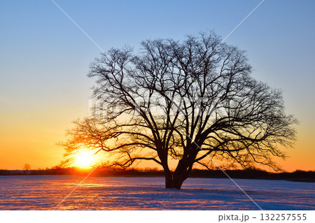 冬 日の出 豊頃町 ハルニレの木 冬 日の出 豊頃町 ハルニレの木 132257555