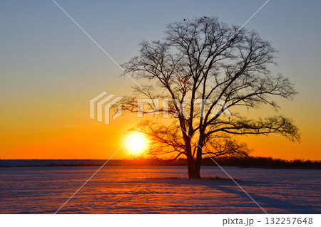 冬　日の出　北海道　ハルニレの木 132257648