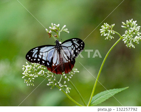 旅する蝶タテハチョウ科アサギマダラ♂の吸蜜 132257792