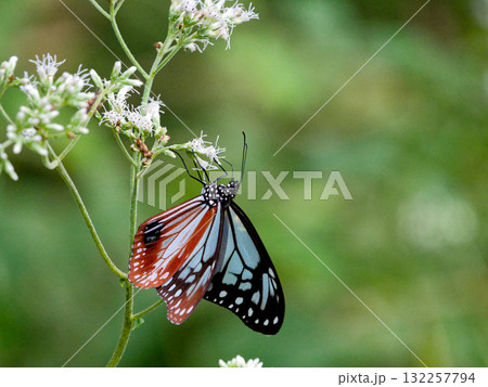 旅する蝶タテハチョウ科アサギマダラ♂の吸蜜 132257794