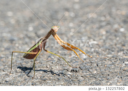 路上のオオカマキリ 路上のオオカマキリ 132257802