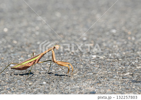 路上のオオカマキリ 路上のオオカマキリ 132257803