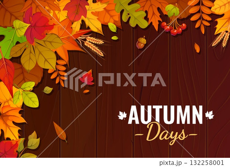 Autumn fall season banner. Wooden vector background with red, orange, yellow, brown or green autumnal leaves, oak acorns, wheat ears and red berries. Thanksgiving harvest, autumn season festive poster 132258001
