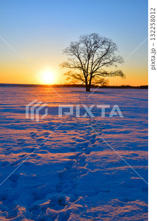 冬　日の出　北海道　ハルニレの木 132258012