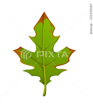 Cartoon autumn fall season leaf. Vector bright green natural fallen tree foliage with brown spots, veins and natural texture. Isolated autumnal forest plant, symbol of seasonal fall change and nature Cartoon autumn fall season leaf. Vector bright green natural fallen tree foliage with brown spots, veins and natural texture. Isolated autumnal forest plant, symbol of seasonal fall change and nature 132258167
