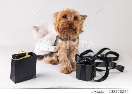 Cute Dog With Gift Boxes and a Playful Kitten Ready for Black Friday Shopping Fun 132258244