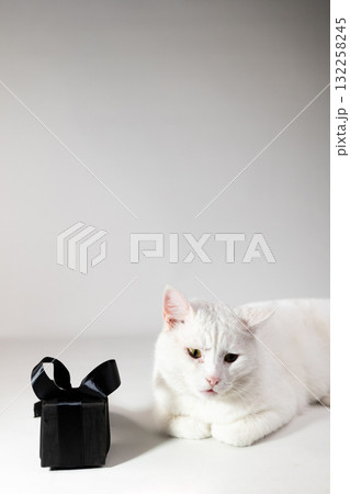 White Cat Sits Next To A Small Black Gift Box Against White Background White Cat Sits Next To A Small Black Gift Box Against White Background 132258245