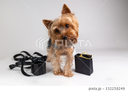 Yorkie Dog Poses Near Black Gift Box and Bag Against Neutral Background Yorkie Dog Poses Near Black Gift Box and Bag Against Neutral Background 132258249