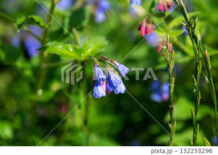 Closeup of blooming blue flowers in summer garden. Common comfrey or Symphytum officinale in bloom. Natural floral background. Selective focus photography. Shallow depth of field Closeup of blooming blue flowers in summer garden. Common comfrey or Symphytum officinale in bloom. Natural floral background. Selective focus photography. Shallow depth of field 132258296