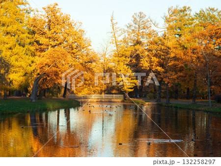 Tranquil pond surrounded by trees with golden autumn leaves. Natural fall background. Beautiful seasonal landscape. Alexandrovsky Park in Tsarskoe Selo Pushkin , Saint-Petersburg, Russia. 132258297