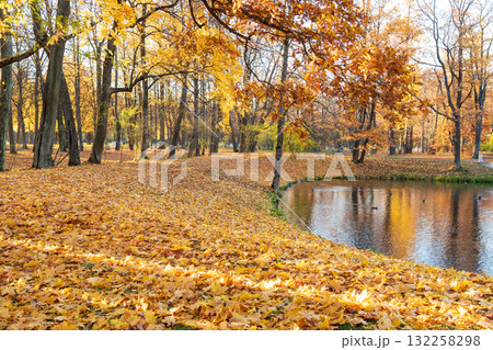 Serene pond reflects golden autumn foliage, surrounded by tall trees in vibrant colors. Peaceful natural scene. Fallen leaves on the ground. Seasonal nature background. 132258298