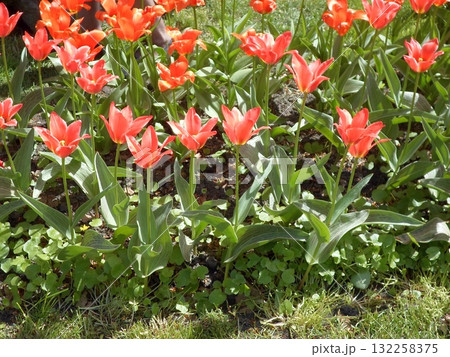Bright Red Tulip Border Along a Grassy Path with Shady Trees in Spring 132258375