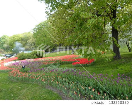 Colorful Tulip Garden with Winding Paths and Shady Trees in Springtime 132258380