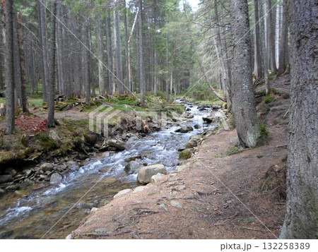 Tranquil Forest Stream with Rocky Path and Tall Evergreen Trees 132258389
