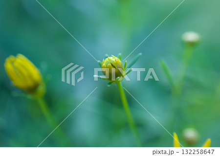 イトバハルシャギクの蕾、軽やかに風に揺れる初夏の花 132258647