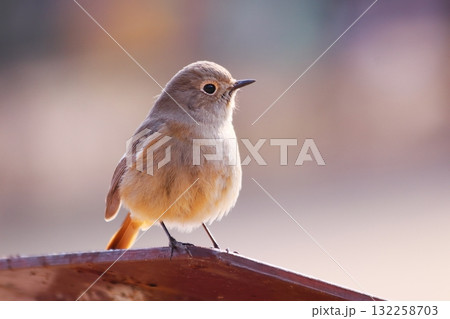 カラフルで美しい背景とジョウビタキ 132258703