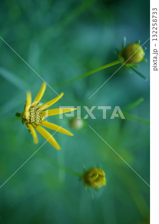 イトバハルシャギクの開花、軽やかに風に揺れる初夏の花 イトバハルシャギクの開花、軽やかに風に揺れる初夏の花 132258733