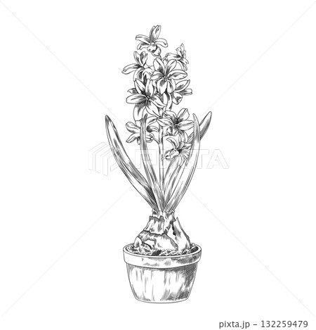 Hyacinth flower with leaves grows from bulb in the pot with soil vector sketch, hand drawn engraved spring blossom plant 132259479