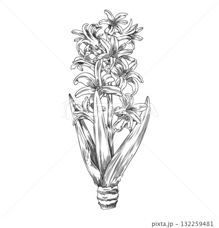 Sketch of a hyacinth plant with flowers, leaves, and roots, vintage outline style. 132259481