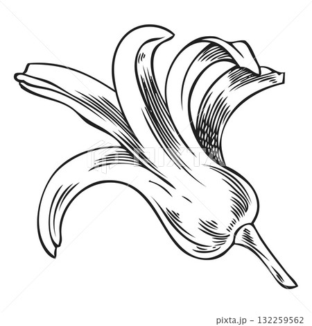 Hyacinth flower vector hand drawn engraved illustration, spring bell-shaped blossom plant sketch, bloom herb ink style Hyacinth flower vector hand drawn engraved illustration, spring bell-shaped blossom plant sketch, bloom herb ink style 132259562