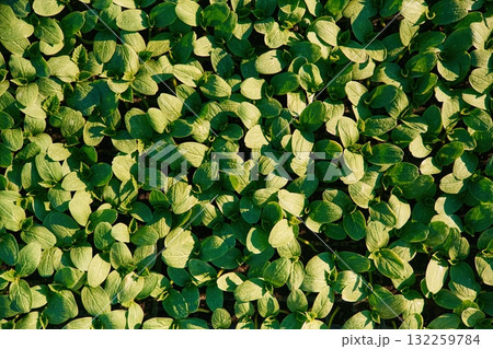 Under sunlight. Close up view of bunch of leaves that are growing on the agricultural field 132259784