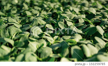 Under sunlight. Close up view of bunch of leaves that are growing on the agricultural field Under sunlight. Close up view of bunch of leaves that are growing on the agricultural field 132259785