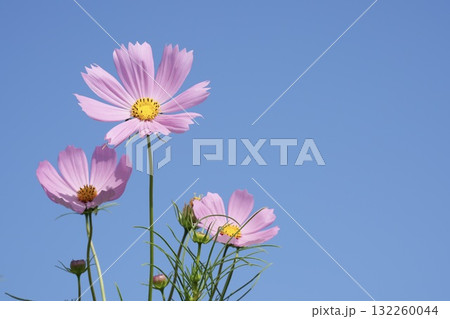 青空に映える美しいコスモス 132260044