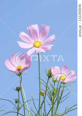 青空に映える美しいコスモス 132260046