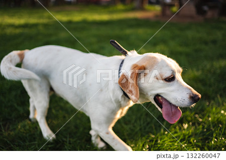 Joyful dog exploring a green park during golden hour Joyful dog exploring a green park during golden hour 132260047