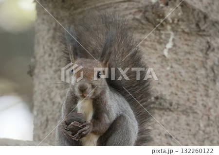 冬毛のエゾリス 132260122