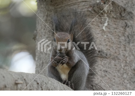 木の上でクルミを食べるエゾリス 132260127