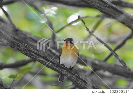 枝にとまるムギマキ 132260134