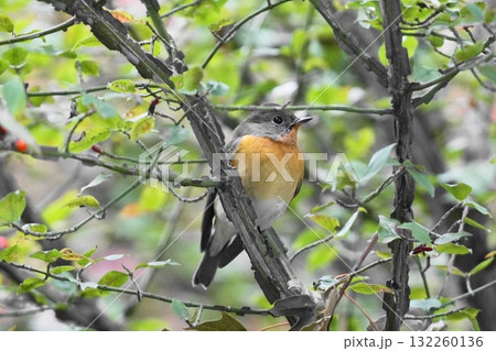 枝にとまるムギマキ 132260136