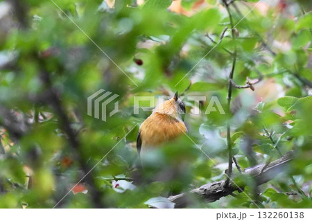 枝にとまるムギマキ 132260138