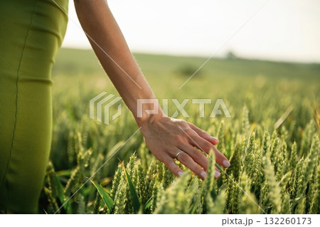 Close up view of woman hand that is touching the wheat that is growing on the agricultural field Close up view of woman hand that is touching the wheat that is growing on the agricultural field 132260173