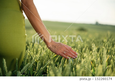 Close up view of woman hand that is touching the wheat that is growing on the agricultural field Close up view of woman hand that is touching the wheat that is growing on the agricultural field 132260174