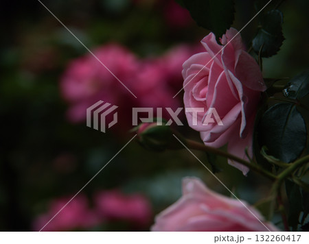 6月に美しく咲いたピンク色のバラ「ホーム&ガーデン」 6月に美しく咲いたピンク色のバラ「ホーム&ガーデン」 132260417