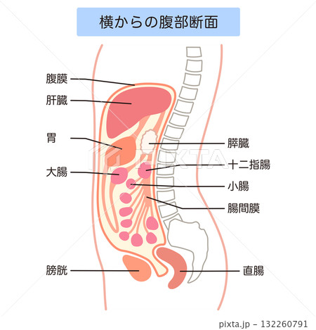 横からの腹部断面 腹水 横からの腹部断面 腹水 132260791