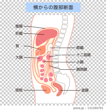腹部側切面:腹水 腹部側切面:腹水 132260791