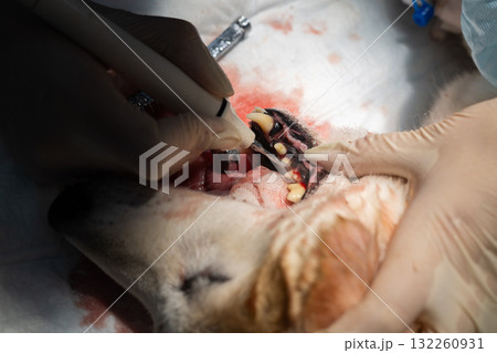 A veterinarian cleans a dog's teeth, removing plaque and tartar to promote oral health and prevent gum disease. In a professional veterinary clinic, a veterinarian cleans a dog's teeth. 132260931